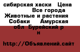 l: сибирская хаски › Цена ­ 10 000 - Все города Животные и растения » Собаки   . Амурская обл.,Бурейский р-н